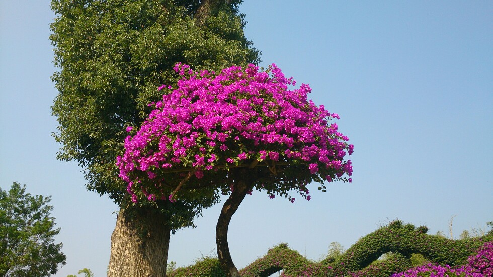 漳州东南花都