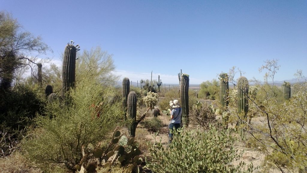 环游美加50天(十三)走过奇瓦瓦沙漠the chihuahuan desert