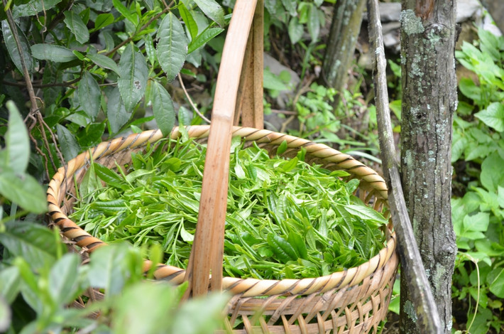 婺源大鄣山顶