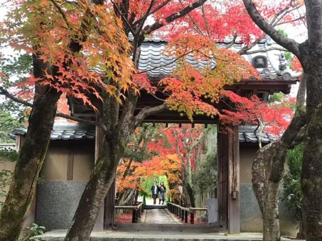 京都光悦寺攻略 京都光悦寺门票 攻略 地址 图片 门票价格 携程攻略