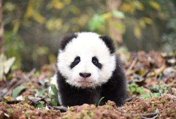 雅安碧峰峡景区+上里古镇一日游包车纯玩观看大熊猫【[品质纯玩]纯玩品质，不进店购物，无强制消费行程透明！】