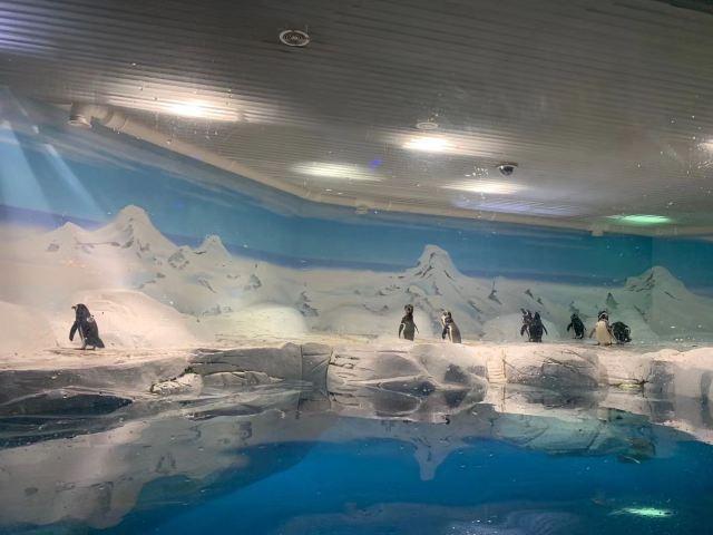 上海上海海洋水族館攻略,上海上海海洋水族館門票/遊玩攻略/地址/圖片