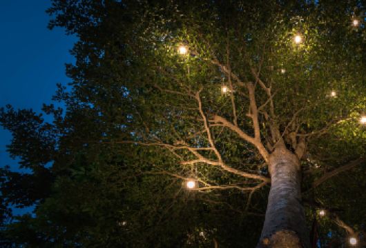 西双版纳热带植物园一日游+夜游+金牌导游日夜游讲解+探秘昆虫【赏日夜全景，领会热带植物的万种风情，探秘夜幕下的大自然，神秘而充满童趣；】