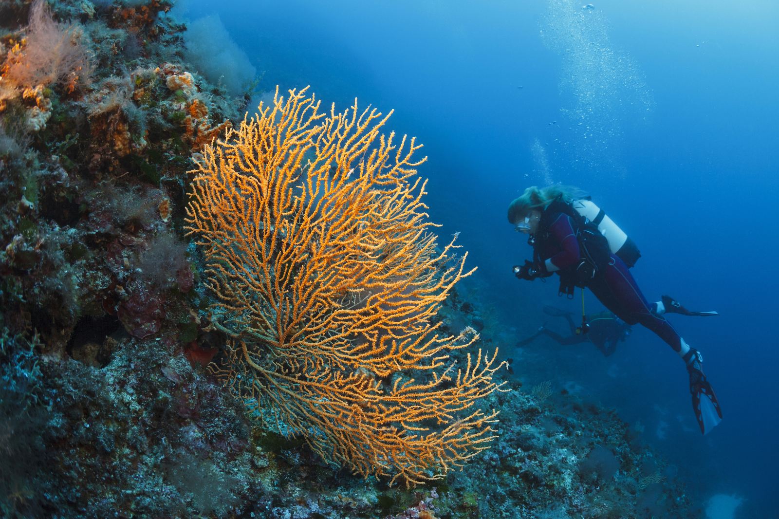 泰国普吉岛安迪潜水体验 Andy's Scuba Diving