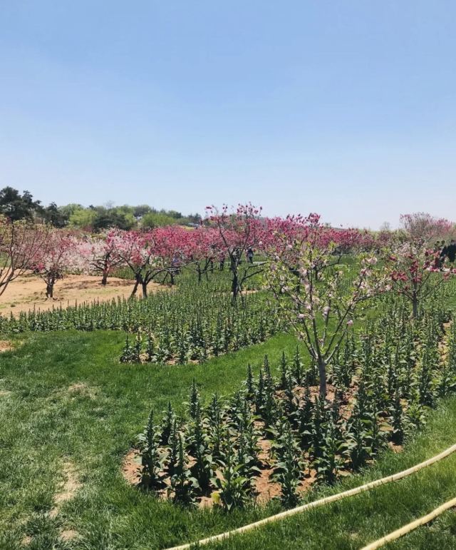 旅順口區英歌石植物園攻略,旅順口區英歌石植物園門票/遊玩攻略/地址