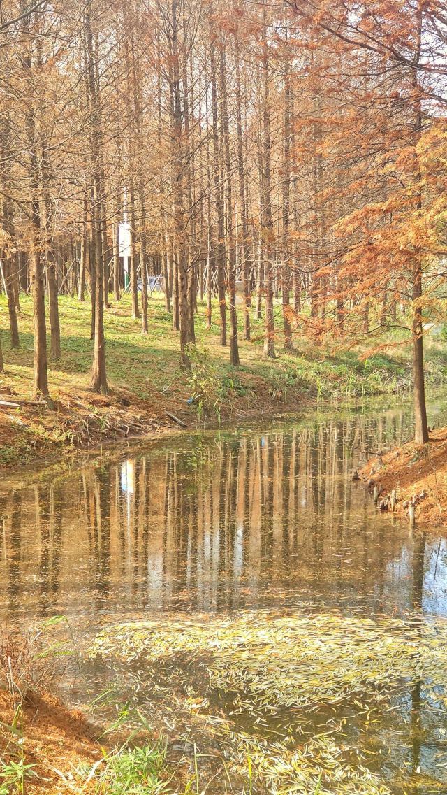 罗泾水源涵养林