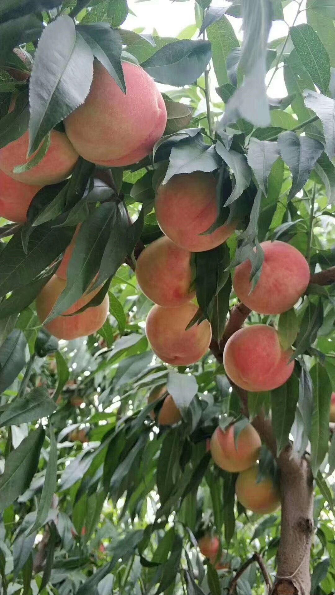 安宁白凤桃示范种植基地