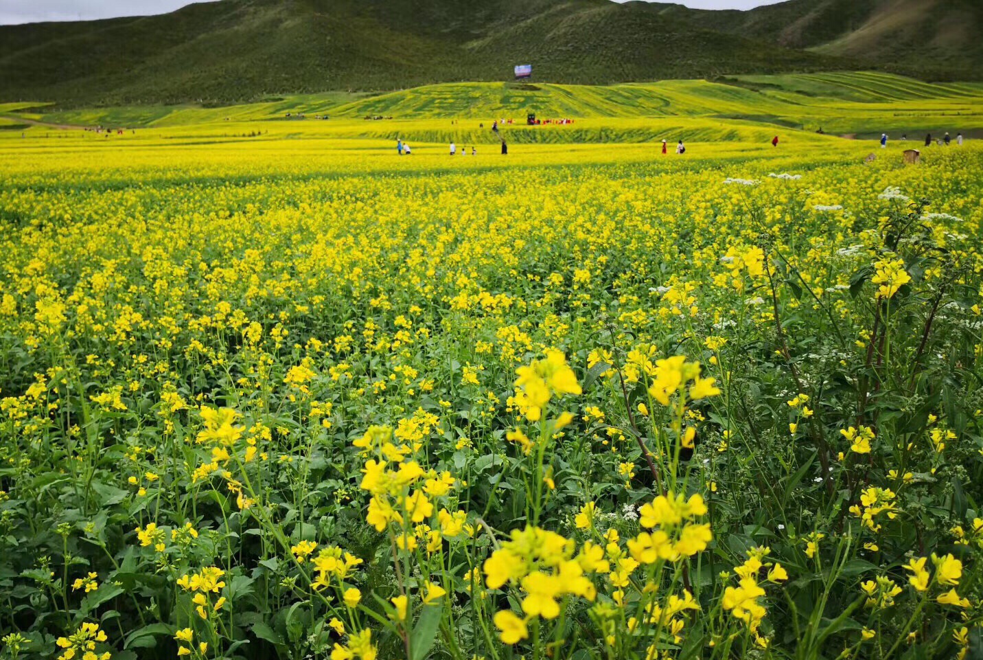 油菜花观花台