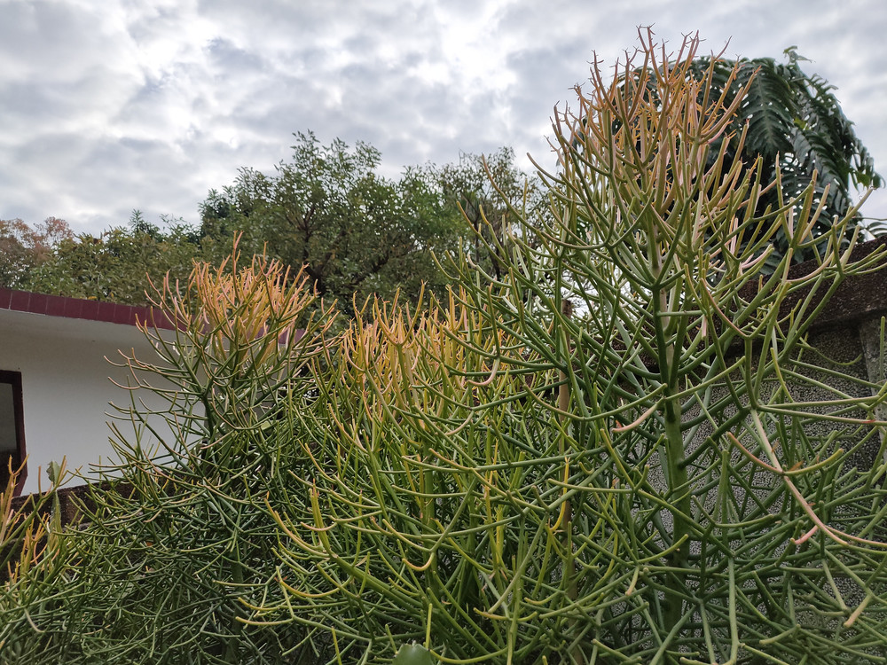 綠玉樹,高能沙漠植物