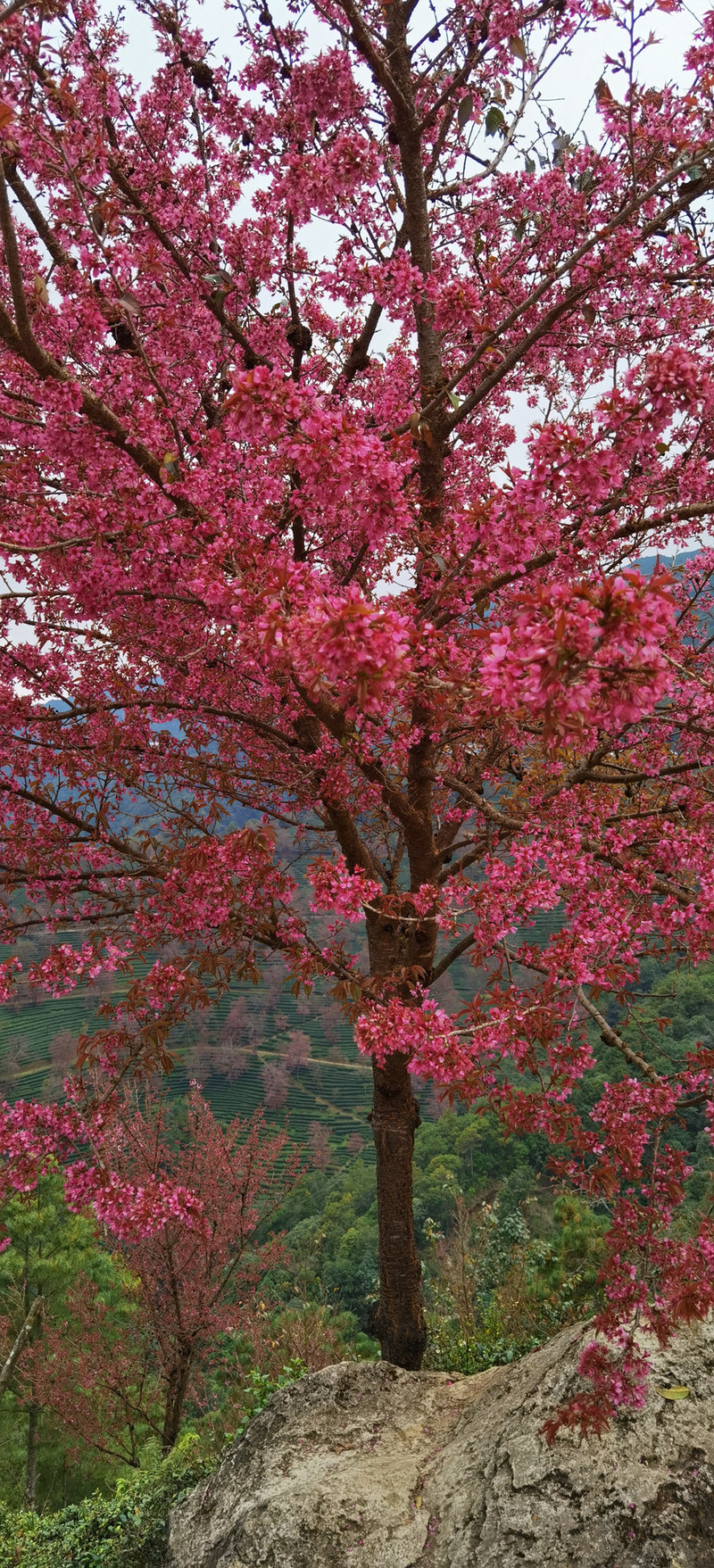 昆明旅游网