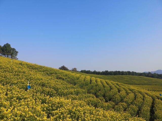 安徽郎溪大佛山养心谷