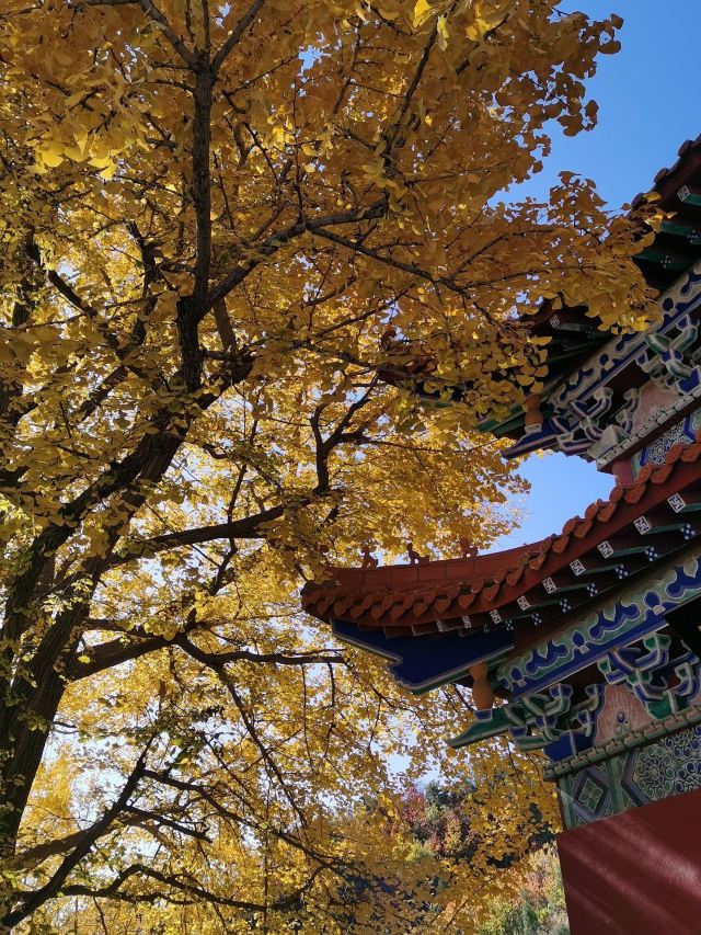 渑池禅林寺图片