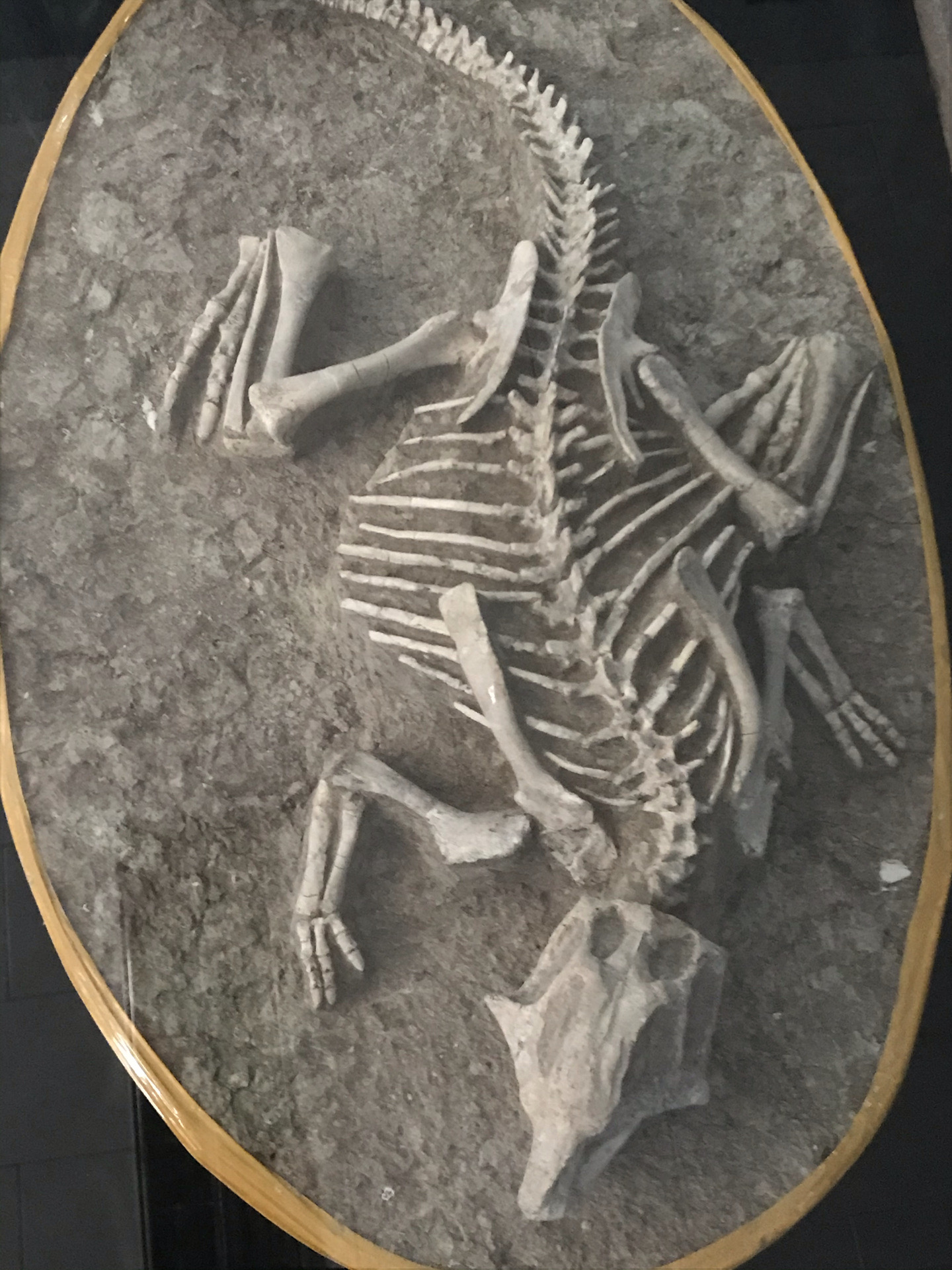 古生物化石博物馆