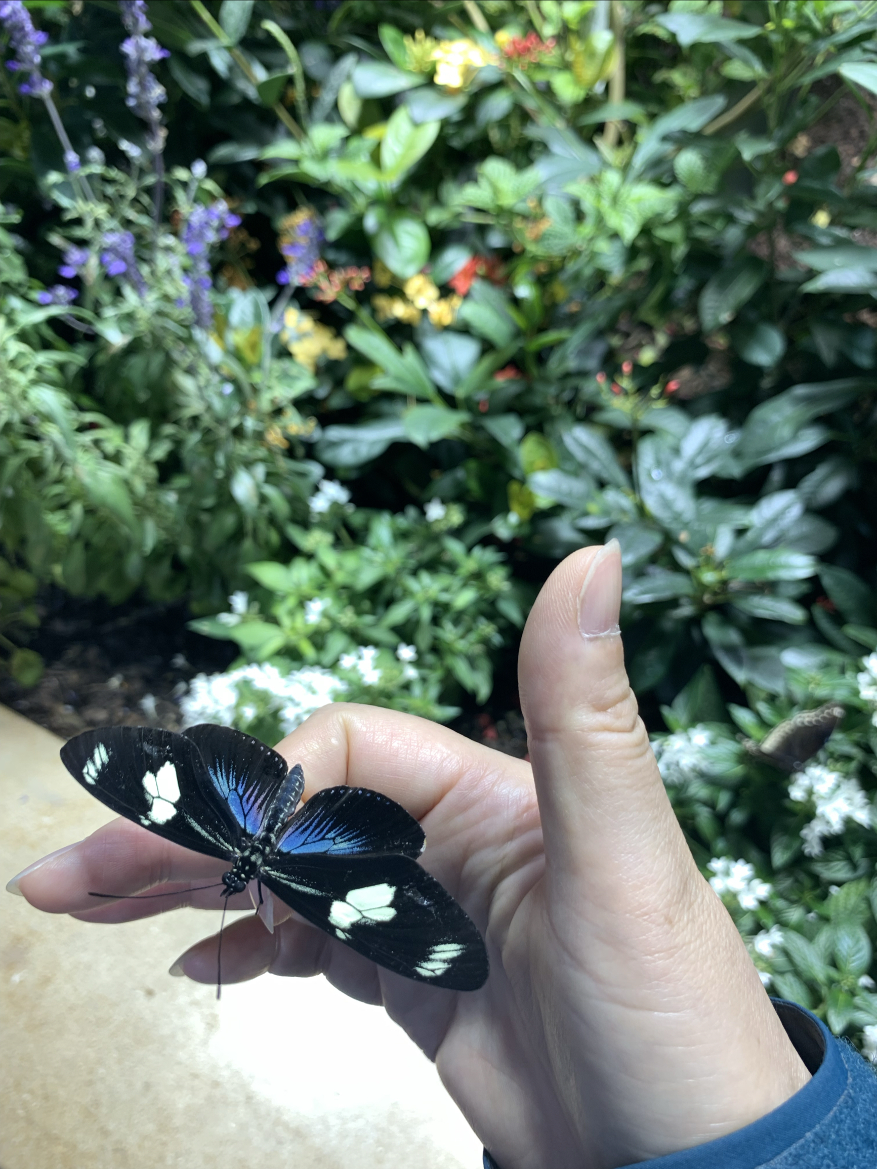 我和蝴蝶的第一次亲密接触|史密森博物馆