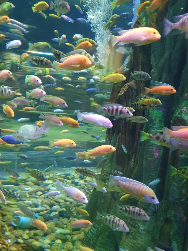 湄公河水底世界