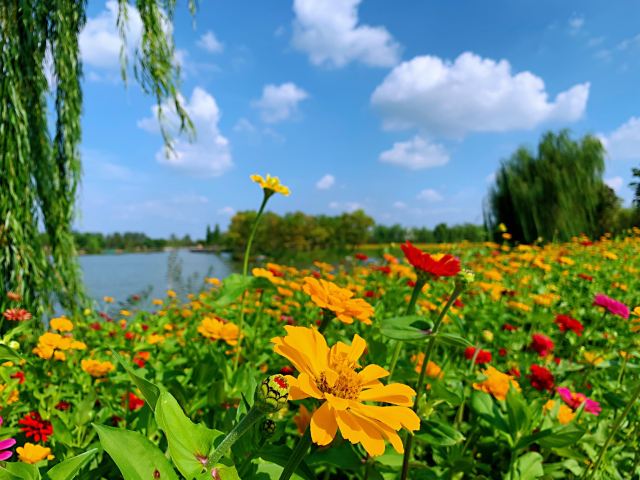 扬州珠湖小镇生态园图片