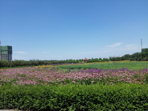 游五一农场农业示范园