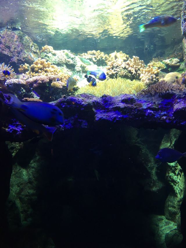 留尼汪岛水族馆