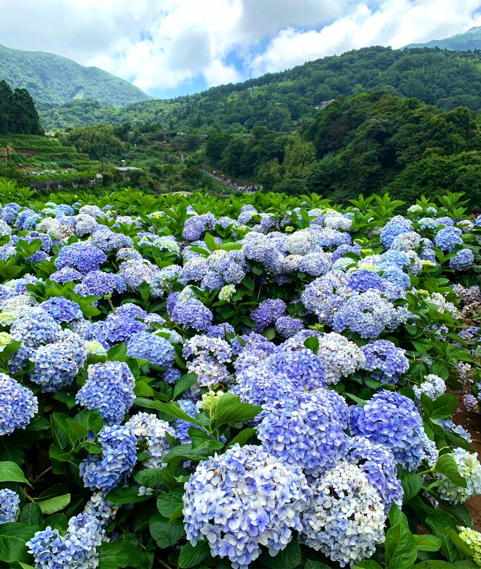 竹子湖高家绣球花田