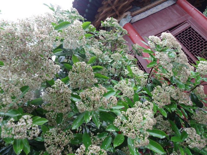 西北望长安,陌上无穷树