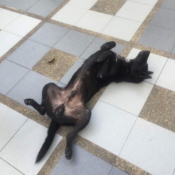 这条黑狗像死了一样,懒洋洋得躺着.