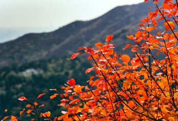 香山公园+颐和园一日游【2-7人私家团赏秋上门接送可选导游】【包含香山、颐和园门票、10小时专车接送、可选独立导游服务】
