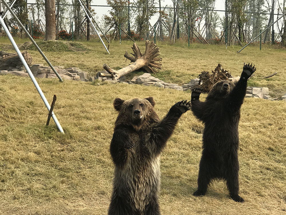 西伯利亚棕熊展区