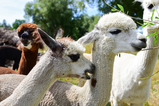 每每想到这里,我的心中就似有一万只羊驼奔腾而过…… 在这里与羊驼