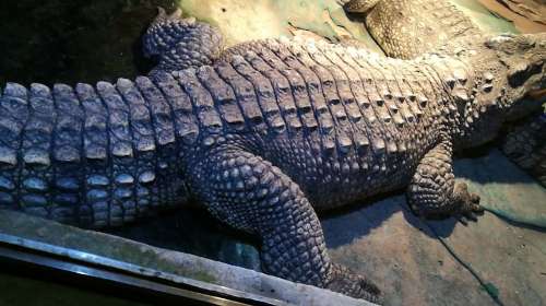 兩棲爬行動物館