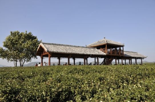 上林大明山万古茶园攻略,上林大明山万古茶园门票/游玩攻略/地址/图片