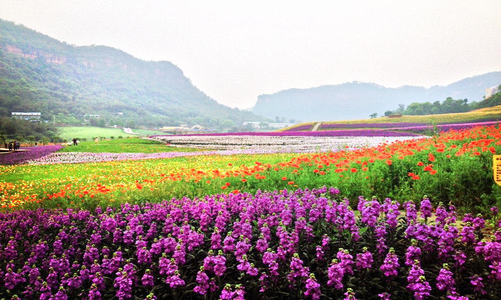 清溪谷旅游区•花田酒地景区