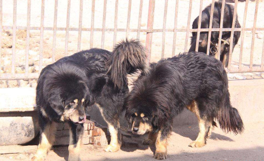 西藏原生藏獒养殖基地