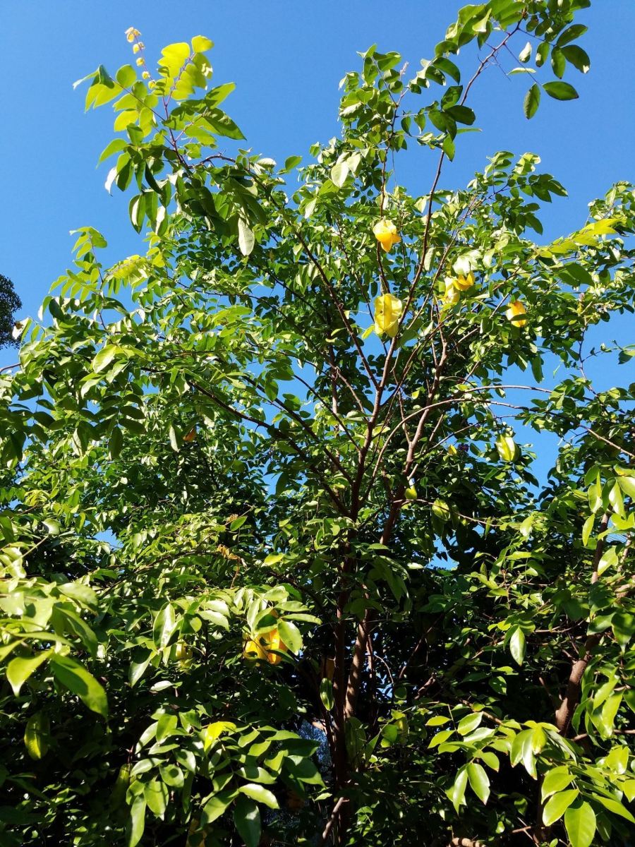泰国普吉岛 水果园 Orchard