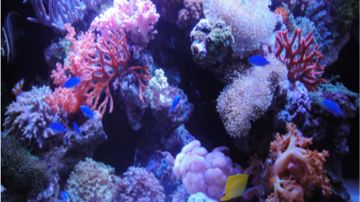 珊瑚礁海洋生态馆