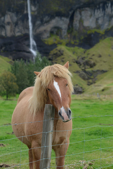 温顺的冰岛马,非常亲人,瀑布绿荫下挠痒痒