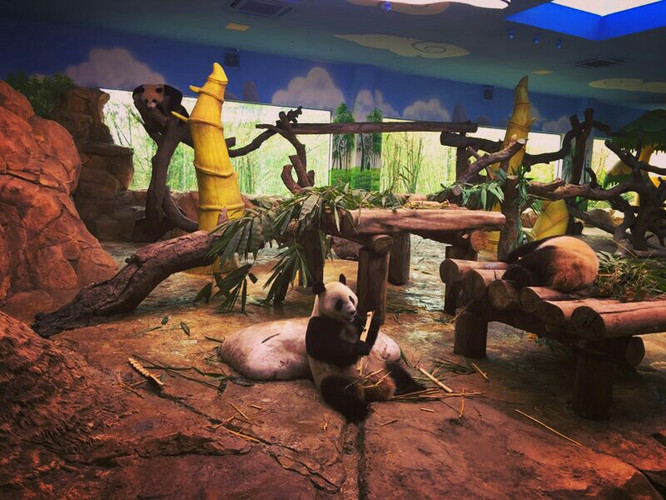 嘎仔成长记录旅行篇之广州长隆