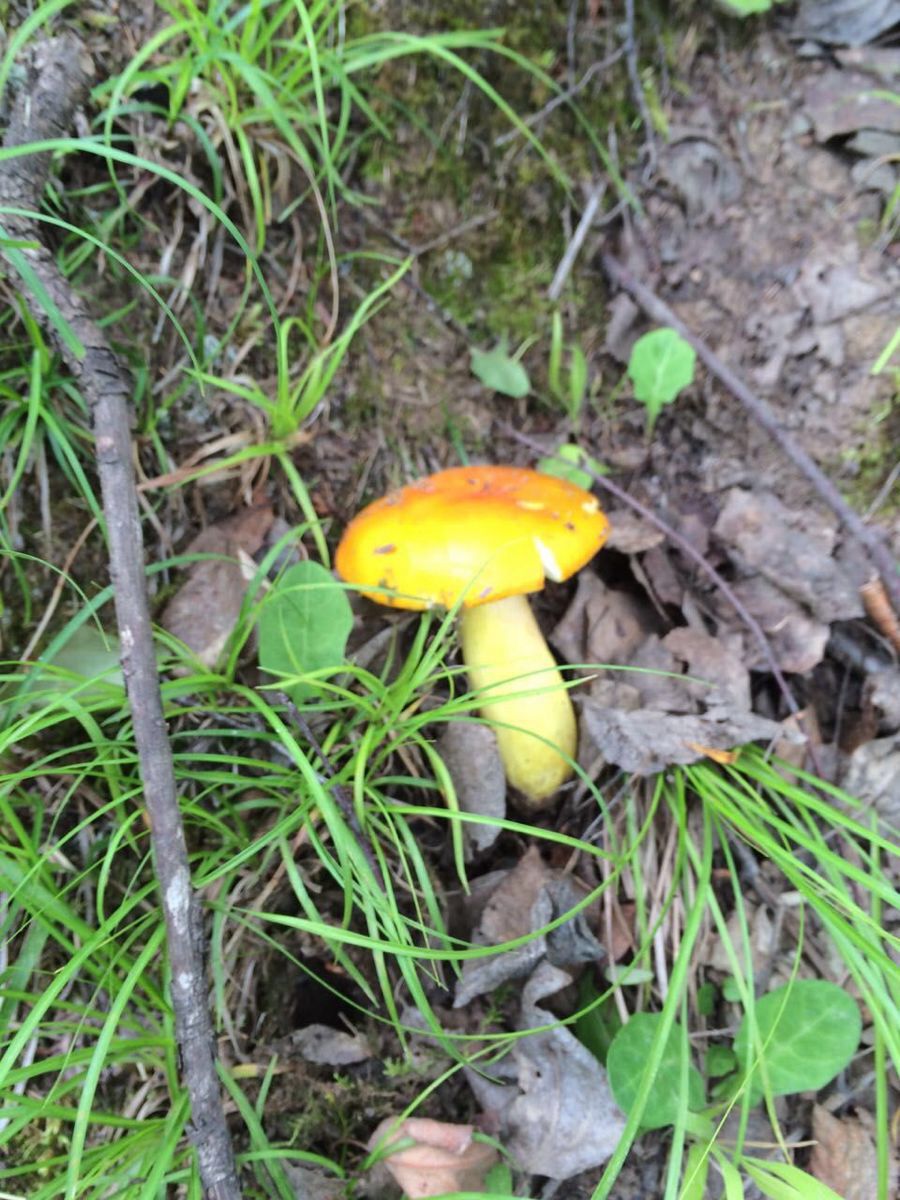 铁布梅花鹿自然保护区