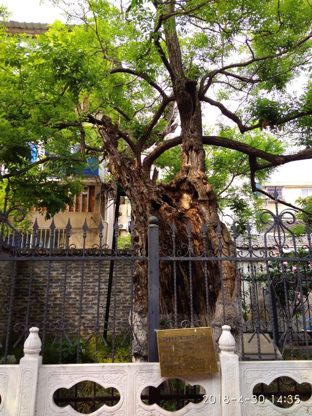 扬州千年唐槐攻略,扬州千年唐槐门票/游玩攻略/地址/图片/门票价格
