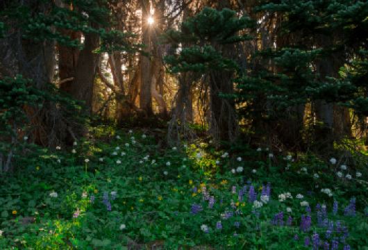 美国西雅图+雷尼尔火山国家公园一日游【[仙境畅游]华盛顿州第一地标—雷尼尔火山，白雪皑皑，火山涌动，感受冰火两重天；】