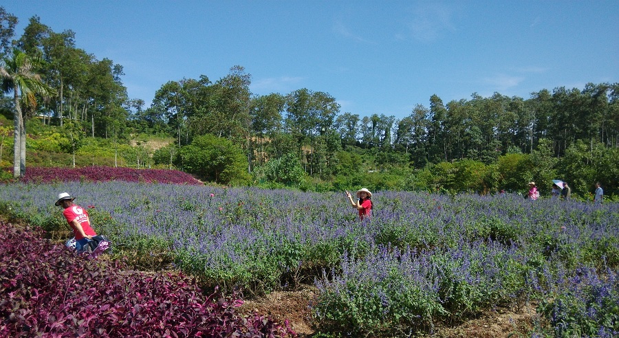 梦幻香山芳香文化园