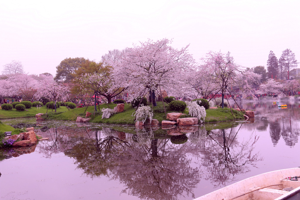 邂逅光影婆娑畫廊,沐浴櫻花雨--東湖櫻花園