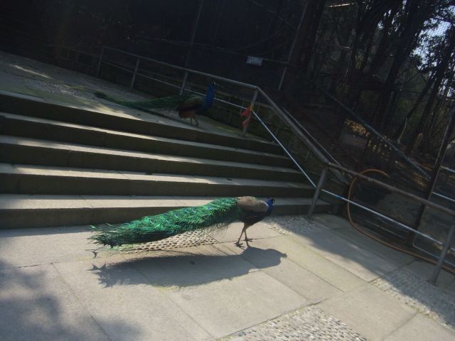 北京百鸟园 攻略,北京百鸟园 门票/游玩攻略/地址/图片/门票价格