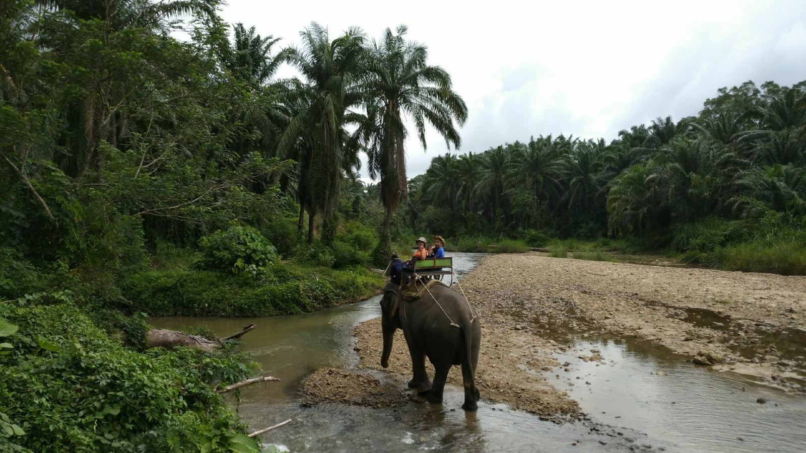 泰国普吉岛 丛林骑象体验 Jungle Elephant Riding