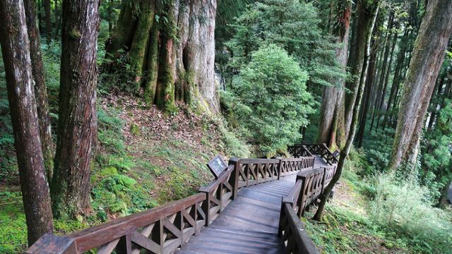 阿里山巨木群栈道图片