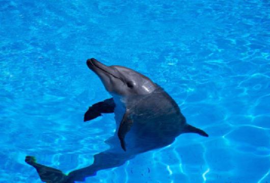 广佛/深圳/珠海出发：长隆海洋王国+澳门环岛游一日【私家团【私家小团丨小众玩法丨独立包车丨安排合理丨优选行程丨管家服务丨上门接送】