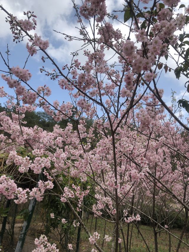 客林爱丽丝庄园