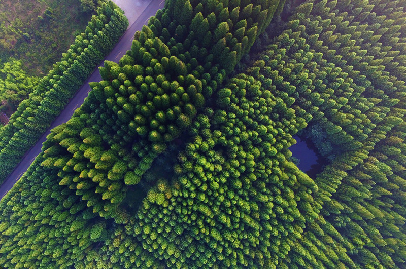 带你看不一样的日照( 花海、竹林、山峰、寺庙