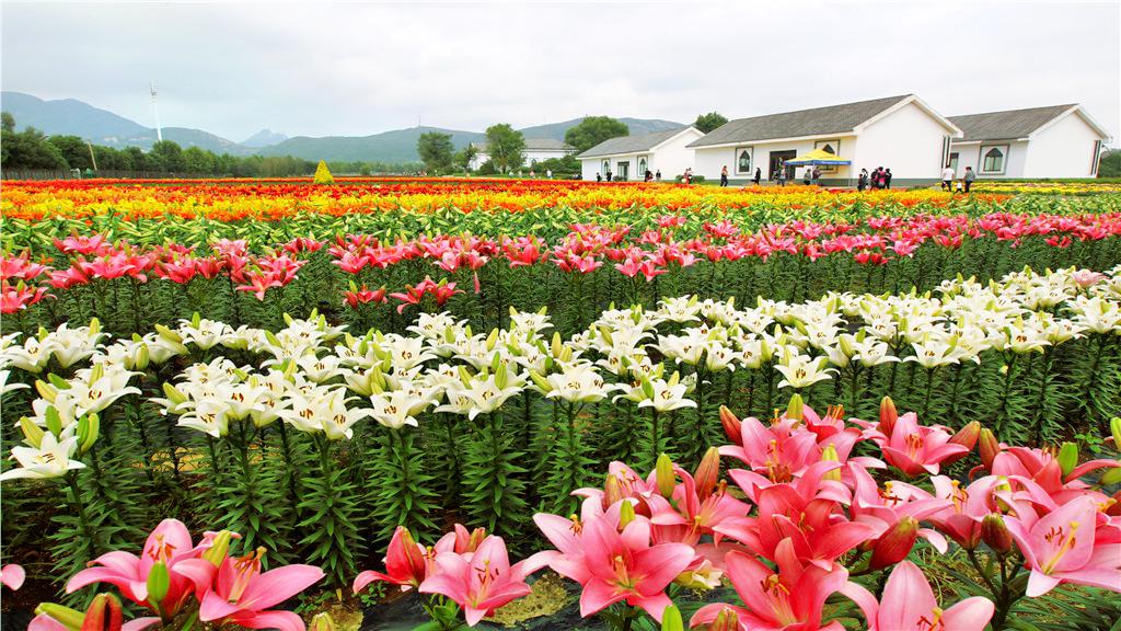 嵖岈山七彩百合文化园