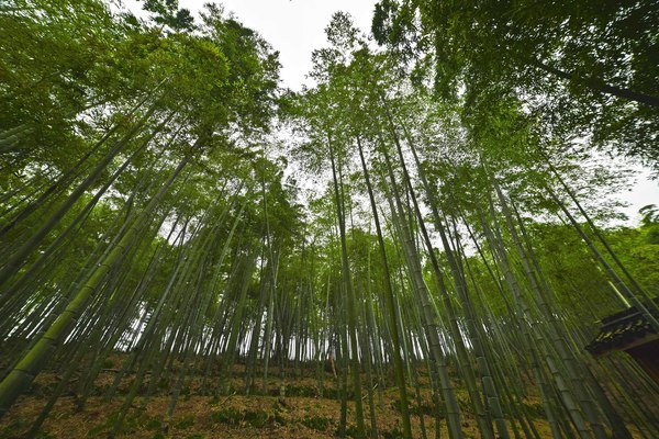 石城山桃花劫︱最美江南云雨中寻芳 - 湖州游记
