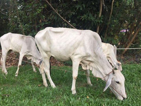         暹粒的牛都是好瘦好瘦的
